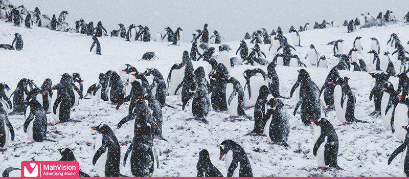 google-penguin-algorithm